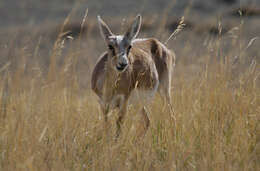 Image of Goitered Gazelle