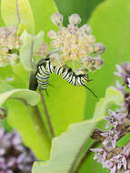 Plancia ëd Danaus (Anosia) plexippus Linnaeus 1758