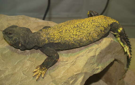 Image of Uromastyx Merrem 1820