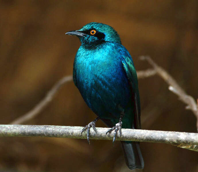 Image of Greater Blue-eared Glossy-starling