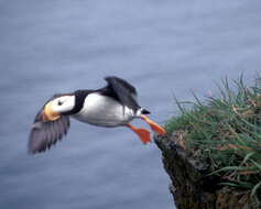 Image of Horned Puffin