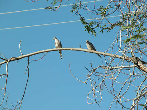 Image of Inca Dove