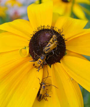 Image of soldier beetle