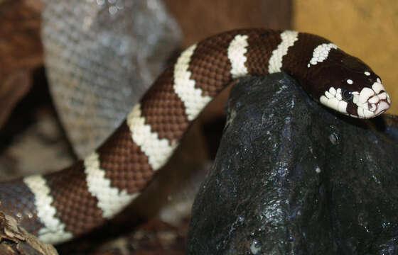 Image of California Mountain Kingsnake