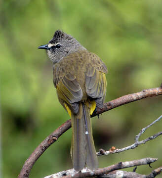 Image of Flavescent Bulbul