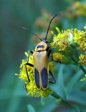 Imagem de Chauliognathus