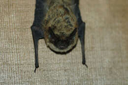 صورة Myotis leibii (Audubon & Bachman 1842)