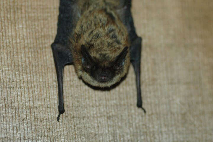 صورة Myotis leibii (Audubon & Bachman 1842)