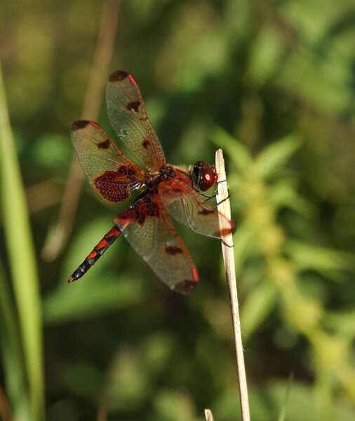 Celithemis Hagen 1861 resmi