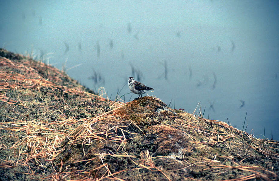 Image of Rock Sandpiper