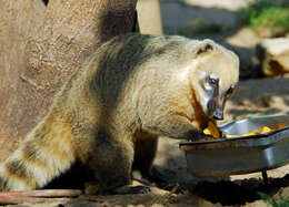 Image of South American Coati