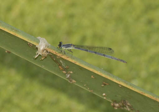 Image of Eastern Forktail