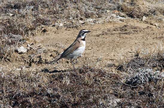 Image of Horned Lark