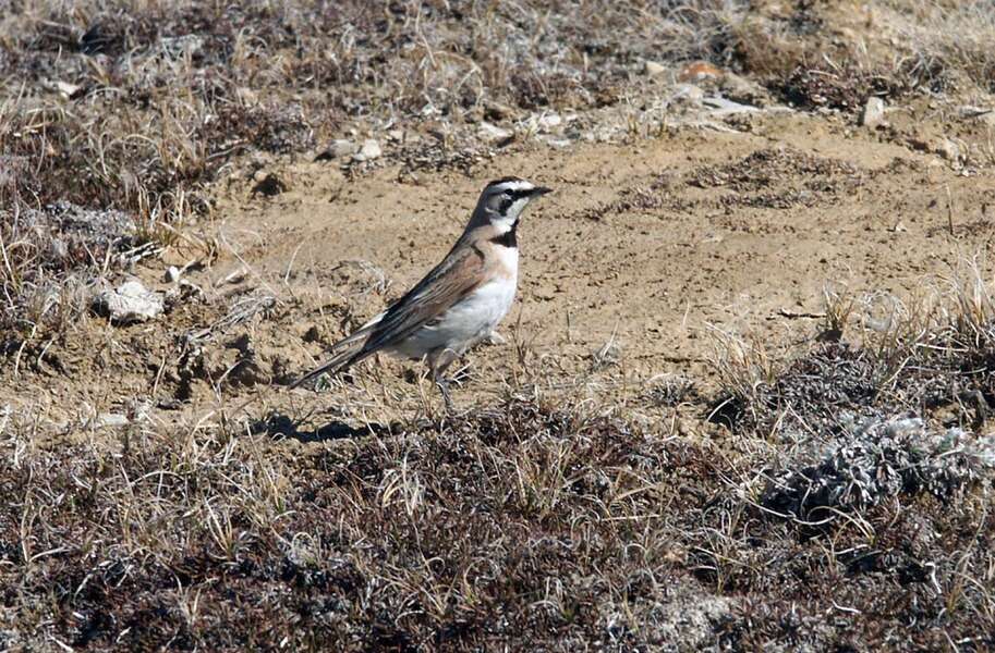 Plancia ëd Eremophila alpestris (Linnaeus 1758)