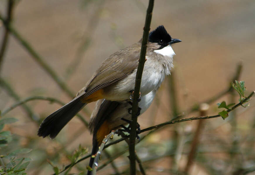 Image de Bulbul à poitrine brune