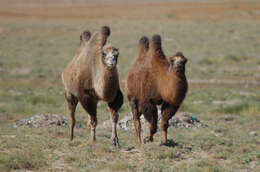 Image of Bactrian camel