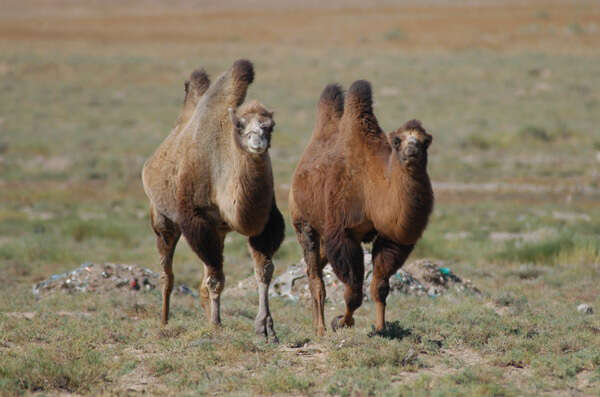 Image of Bactrian camel