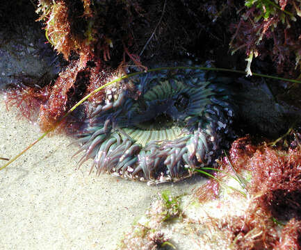 Image of Starburst anemone