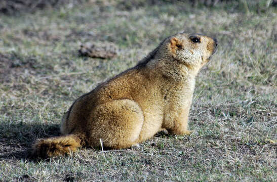 Image of Himalayan Marmot