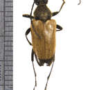 Sivun Trigonarthris proxima (Say 1824) kuva