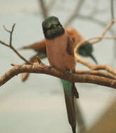 Image of Northern Carmine Bee-eater