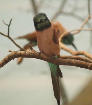Image of Northern Carmine Bee-eater