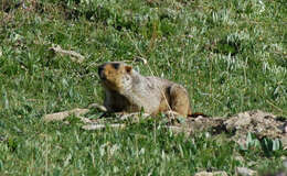 Imagem de Marmota himalayana (Hodgson 1841)