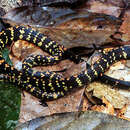 Image of Panama Spotted Night Snake