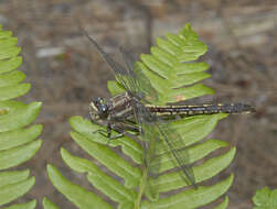 Phanogomphus spicatus (Hagen ex Selys 1854) resmi