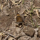 Image of Tiny Checkerspot