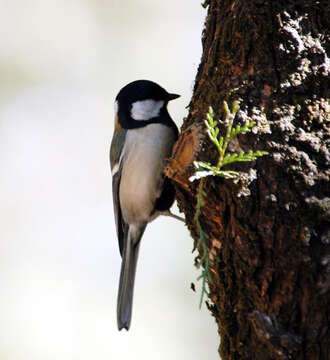 Image of Parus Linnaeus 1758