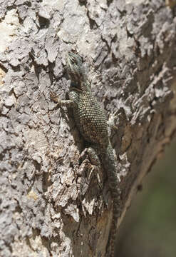 Image of Clark's spiny lizard