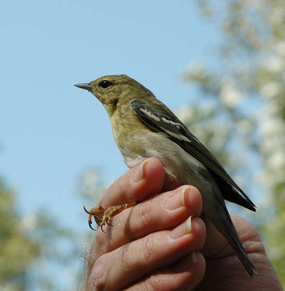 Dendroica striata resmi