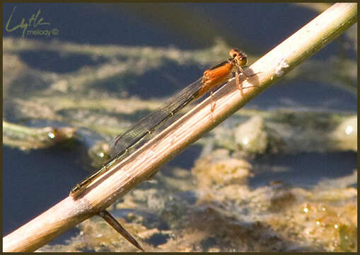 Image of Rambur's Forktail