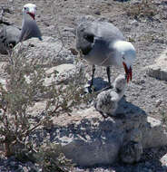 Image of Heermann's Gull