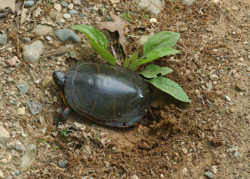 Image of Eastern Painted Turtle