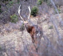 Image of sika deer