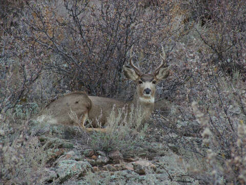 Слика од Odocoileus Rafinesque 1832