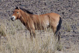 Image de Equus subgen. Equus Linnaeus 1758