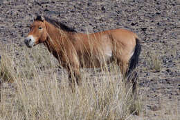 Image of Equus subgen. Equus Linnaeus 1758