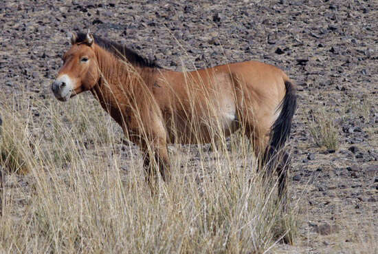 Image de Equus subgen. Equus Linnaeus 1758