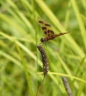 Celithemis eponina (Drury 1773) resmi