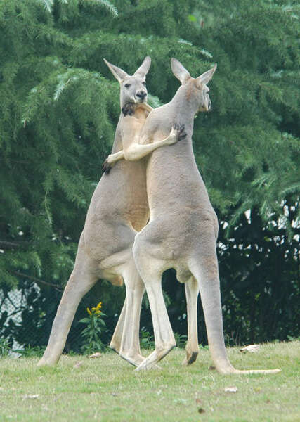 Image of red kangaroo