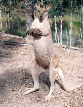 Image of wallaby