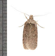 Слика од Agonopterix clemensella Chambers 1876