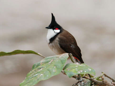 Image of Red-whiskered Bulbul