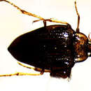 Image of Hungerford's crawling water beetle
