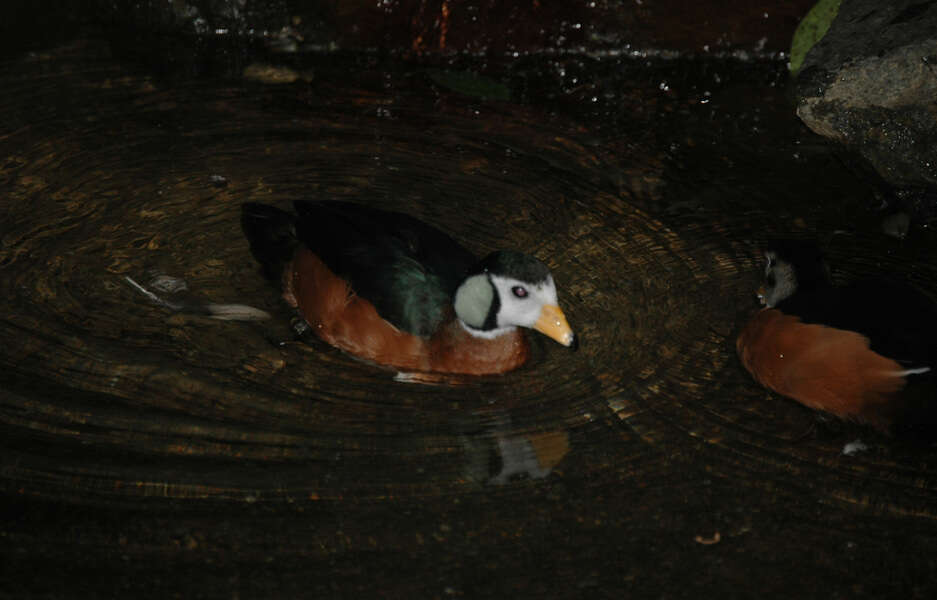 Image of African Pygmy Goose