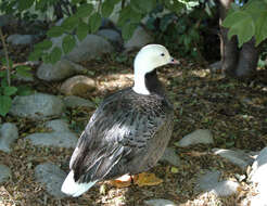 Image of Emperor Goose