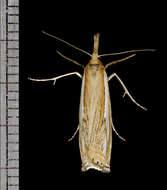 Image of Pasture Grass-veneer